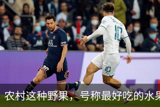 农村这种野果，号称"最好吃的水果"！插土就活，院子种几颗吃不完